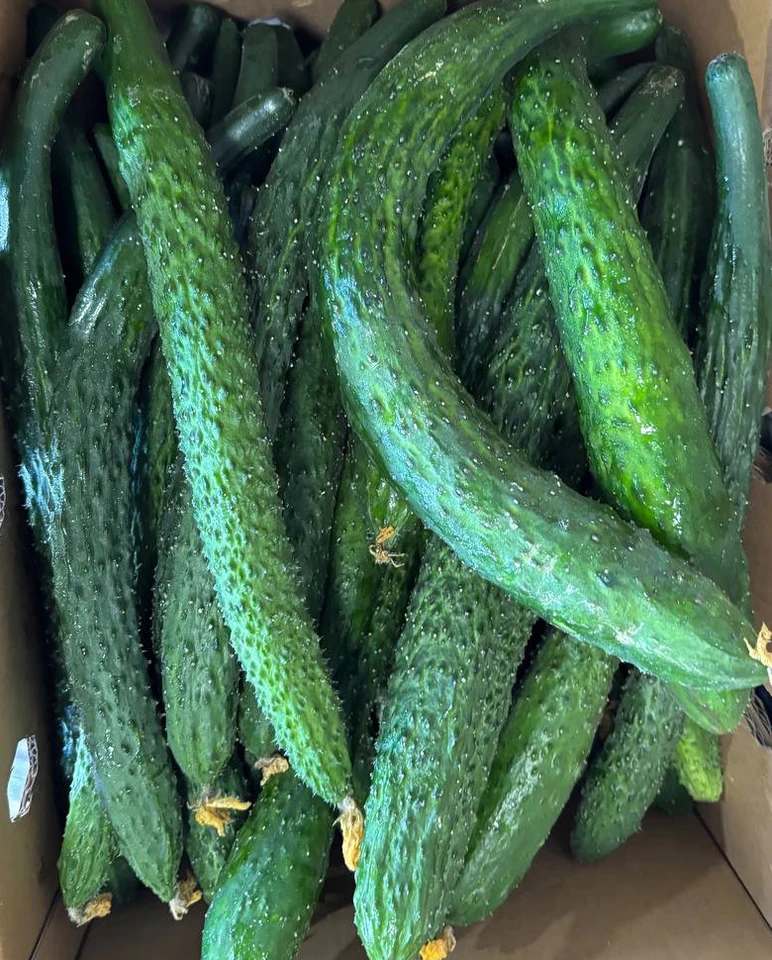 Fresh green cucumbers from the store's produce selection